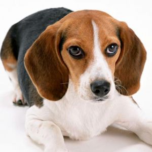 Niedlicher Beagle Welpe