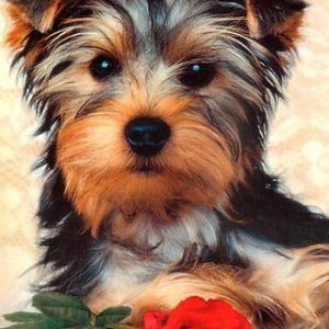 Süßer Yorkshire Terrier mit Rose