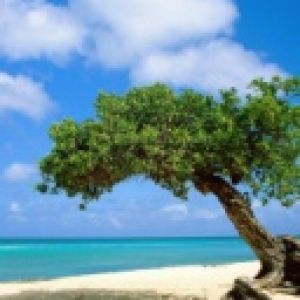 Tropischer Strandbaum