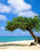 Tropischer Strandbaum