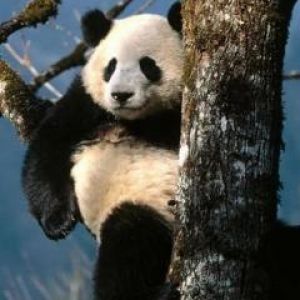 Niedlicher Panda im Baum