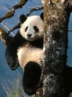 Niedlicher Panda im Baum