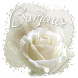 Elegante Weiße Rose mit Bonjour