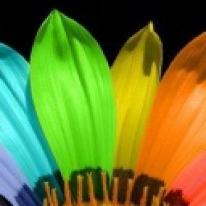 Lebendige Bunte Blume