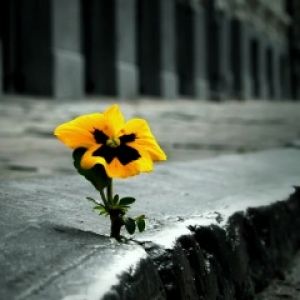 Gelbe Blume Wächst Durch Beton