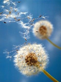 Löwenzahn-Samen im Wind