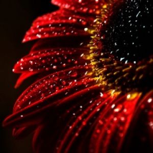 Lebendige Rote Blume mit Tau
