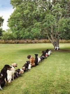 Reihe von Niedlichen Hunden