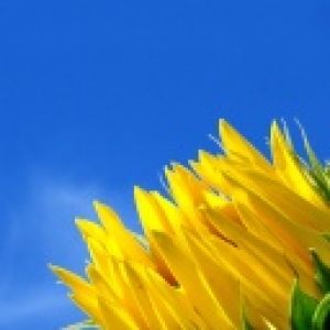 Helle Sonnenblumen Gegen Den Blauen Himmel