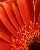 Lebendige Rote Blume Nahaufnahme