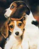 Niedliche Beagle-Welpen