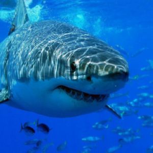 Großer Weißer Hai Unter Wasser