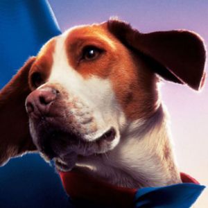 Niedlicher Beagle mit Blauem Umhang