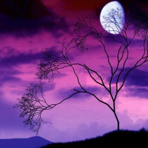 Baum-Silhouette im Mondlicht