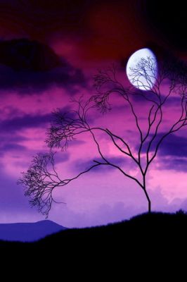 Baum-Silhouette im Mondlicht