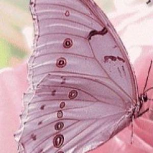 Schöner Schmetterling Nahaufnahme