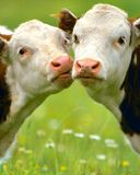 Niedliche Kälber auf einer grünen Wiese