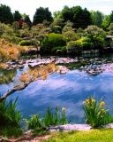 Ruhige Naturreflexion
