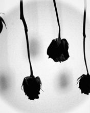 Schwarze Rosen in Monochrom