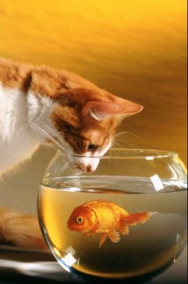 Neugierige Katze und Goldfisch