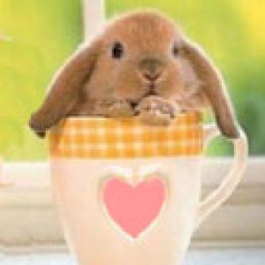 Niedlicher Hase in einer Tasse