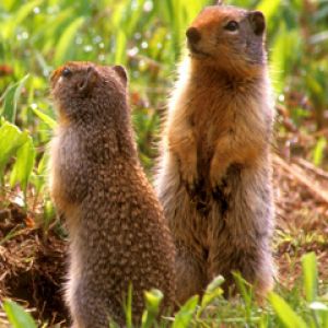 Niedliche Erdhörnchen