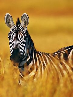 Majestätische Zebra in der Wiese