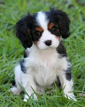 Niedlicher Cavalier King Charles Spaniel Welpe
