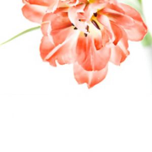 Schöner rosa Tulpenblüte