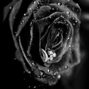 Schwarze Rose mit Wassertropfen