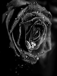 Schwarze Rose mit Wassertropfen
