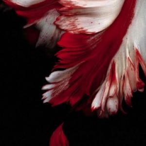 Rote und Weiße Blumenabstraktion