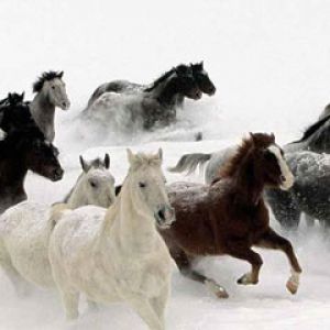 Laufende Pferde im Schnee
