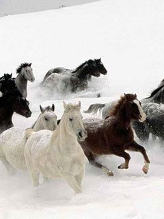 Laufende Pferde im Schnee
