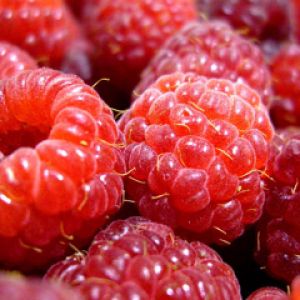 Frische Himbeeren