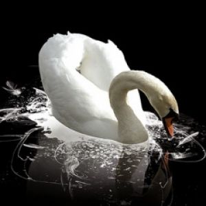 Eleganter Weißer Schwan
