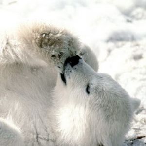 Niedlicher Eisbär beim Spielen