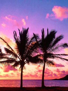 Tropischer Sonnenuntergang mit Palmen