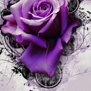Lila Rose Blumenkunst