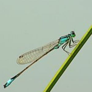 Schöne Libelle auf Grüne Blatt