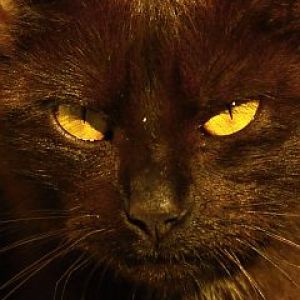 Mystische Schwarze Katze