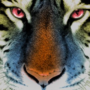 Majestätischer Tiger Nahaufnahme