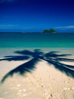 Tropischer Strand mit Palmen-Schatten