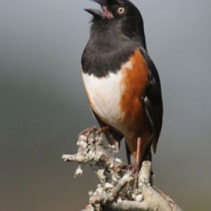 Lebendiger Vogel Singend