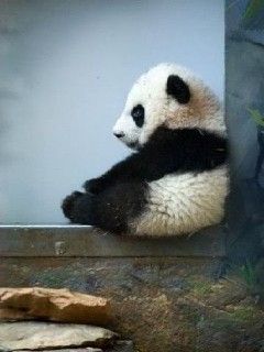 Niedlicher Panda-Welpe