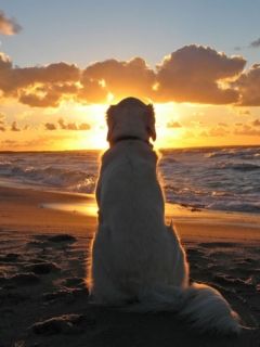 Hund Beobachtet den Sonnenuntergang