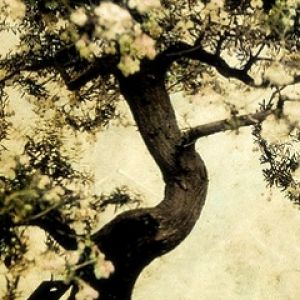 Schöner Bonsai-Baum