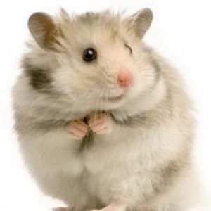 Niedliches Hamster Hintergrundbild