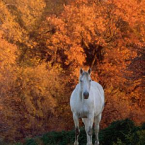 Weißes Pferd im Herbst