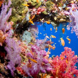 Vibrante Korallenriff unter Wasser